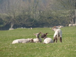 FZ012128 Lambs.jpg